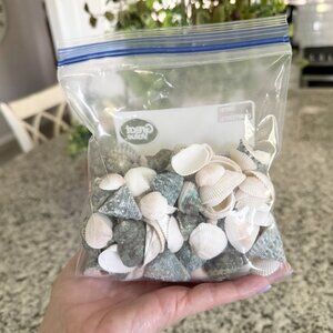 Decorative Sea Shells Assorted Green Turbo & Cockle Style